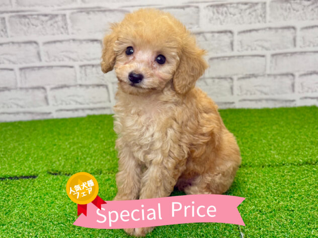 岡山県のトイプードル(トイ) (アミーゴ妹尾店/2026年6月3日生まれ/女の子/オレンジフォーン)の子犬の1枚目の画像