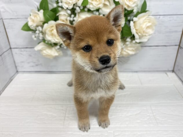福島県の豆柴 (アミーゴ郡山南店/2026年5月26日生まれ/男の子/赤)の子犬