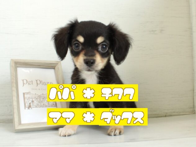 兵庫県のハーフ犬・ミックス犬 (ペット・プラザ アミーゴ神戸灘店/2026年5月13日生まれ/女の子/ブラックタン)の子犬の1枚目の画像