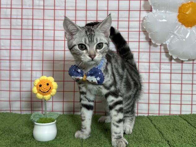 山形県のアメリカンショートヘアー (アミーゴ酒田店/2026年4月20日生まれ/男の子/シルバータビー)の子猫の1枚目の画像