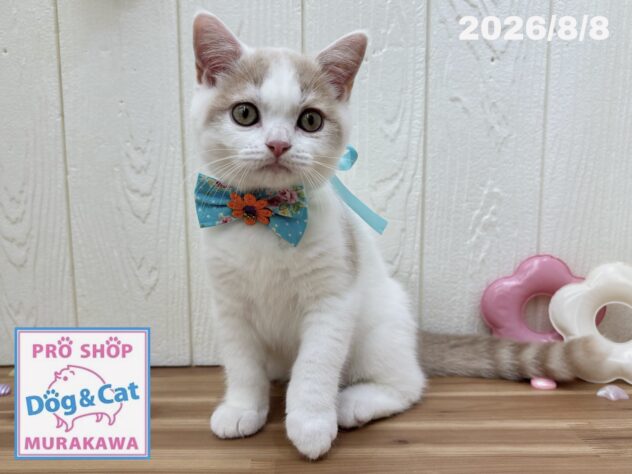 広島県のスコティッシュフォールド (アミーゴ大町店/2026年5月22日生まれ/男の子/クリームタビーホワイト)の子猫の2枚目の画像