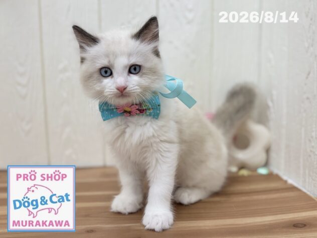 広島県のラグドール (アミーゴ大町店/2026年6月13日生まれ/男の子/シールポイントバイカラー)の子猫の2枚目の画像