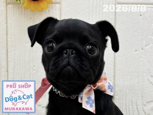 広島県のパグ (アミーゴ大町店/2026年5月7日生まれ/女の子/ブラック)の子犬の1枚目の画像