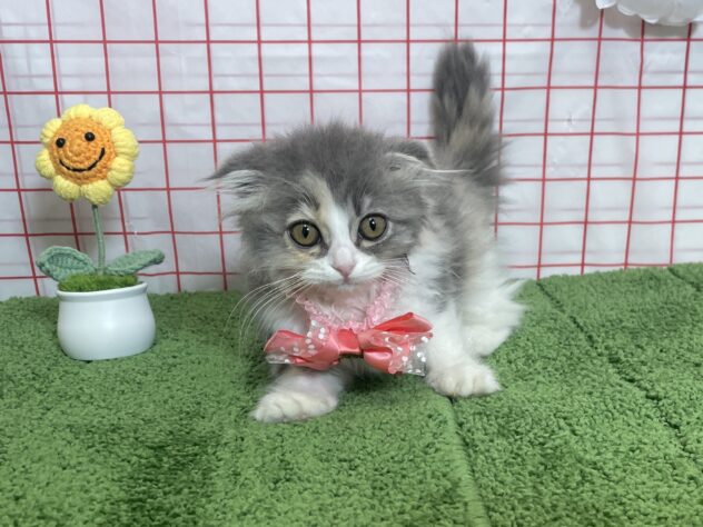 山形県のスコティッシュフォールド (アミーゴ酒田店/2026年6月29日生まれ/女の子/ダイリュートキャリコ)の子猫の2枚目の画像