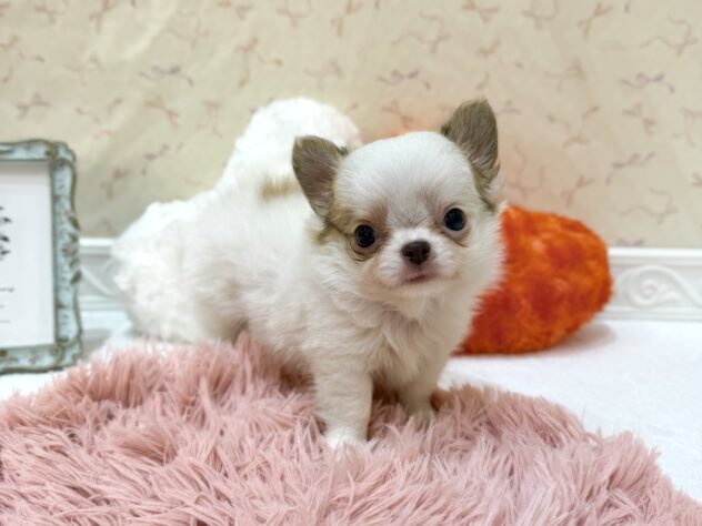 福島県のチワワ(ロング) (アミーゴ本宮店/2026年6月8日生まれ/男の子/レッドホワイト)の子犬