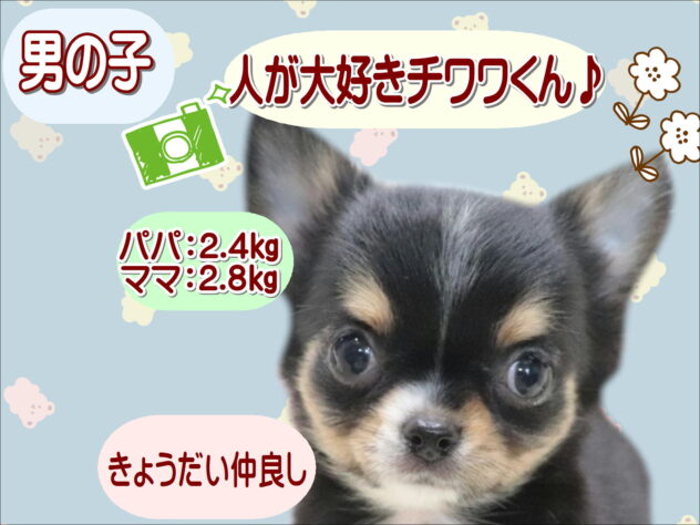 大阪府のチワワ(ロング) (アミーゴ鳳店/2026年6月8日生まれ/男の子/ブラックタンホワイト)の子犬の1枚目の画像