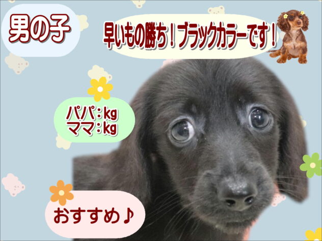大阪府のミニチュアダックスフンド(ロング) (アミーゴ鳳店/2026年6月16日生まれ/男の子/ブラックリゾット)の子犬の1枚目の画像