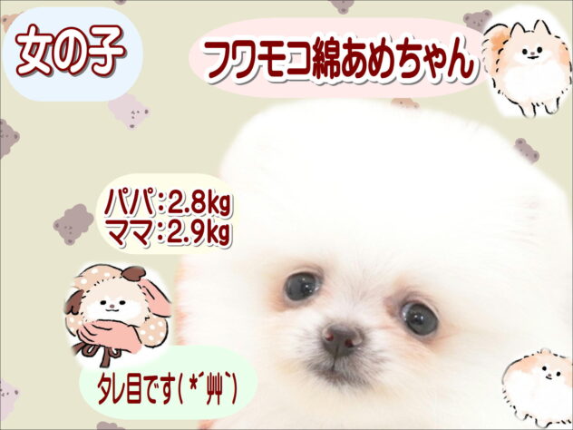 大阪府のポメラニアン (アミーゴ鳳店/2026年6月23日生まれ/女の子/ホワイト)の子犬の1枚目の画像
