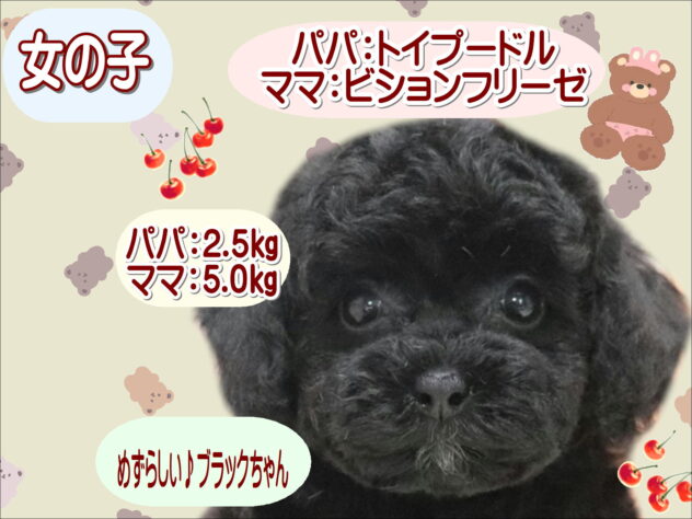 大阪府のハーフ犬・ミックス犬 (アミーゴ鳳店/2026年6月24日生まれ/女の子/ブラック)の子犬の1枚目の画像