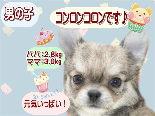大阪府のチワワ(ロング) (アミーゴ鳳店/2026年6月4日生まれ/男の子/レッド)の子犬の1枚目の画像
