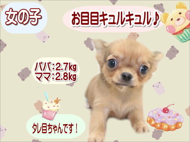 大阪府のチワワ(ロング) (アミーゴ鳳店/2026年6月26日生まれ/女の子/レッド)の子犬の1枚目の画像