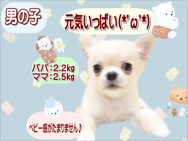 大阪府のチワワ(ロング) (アミーゴ鳳店/2026年6月23日生まれ/男の子/クリームホワイト)の子犬の1枚目の画像