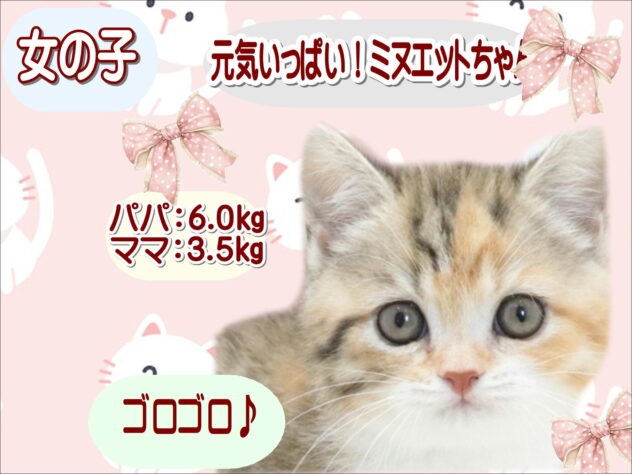 大阪府のミヌエット (アミーゴ鳳店/2026年6月16日生まれ/女の子/ブラウンパッチドタビーホワイト)の子猫の1枚目の画像