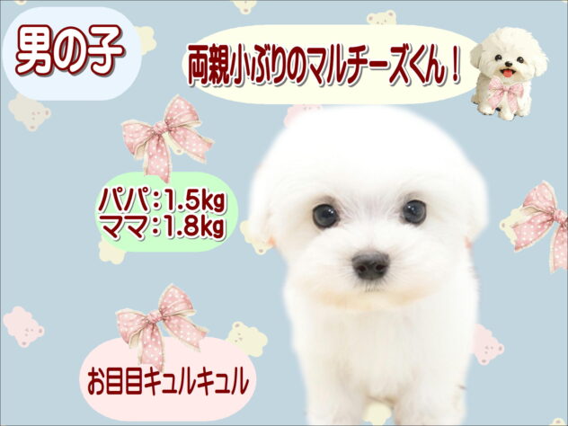 大阪府のマルチーズ (アミーゴ鳳店/2026年6月22日生まれ/男の子/ホワイト)の子犬の1枚目の画像