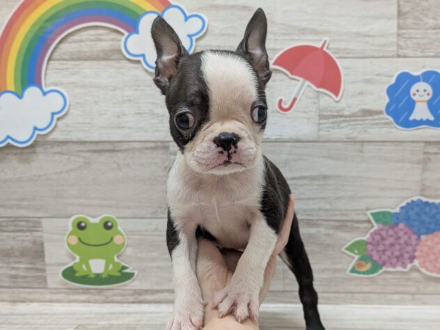 岩手県のボストンテリア (アミーゴ一関店/2026年4月29日生まれ/男の子/ボストンカラー)の子犬