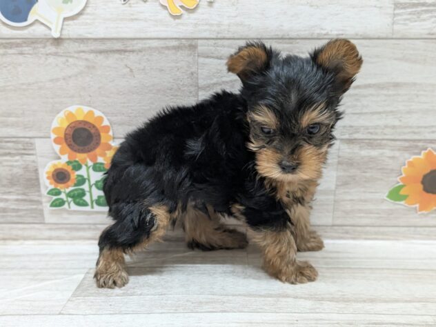 岩手県のヨークシャーテリア (アミーゴ一関店/2026年6月1日生まれ/男の子/スチールブルータン)の子犬