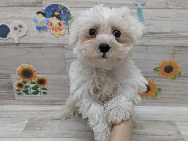 岩手県のハーフ犬・ミックス犬 (アミーゴ一関店/2026年6月3日生まれ/男の子/ホワイト)の子犬