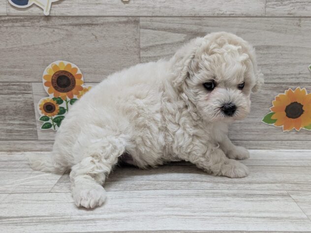 秋田県のハーフ犬・ミックス犬 (アミーゴ横手店/2026年6月4日生まれ/男の子/クリーム)の子犬