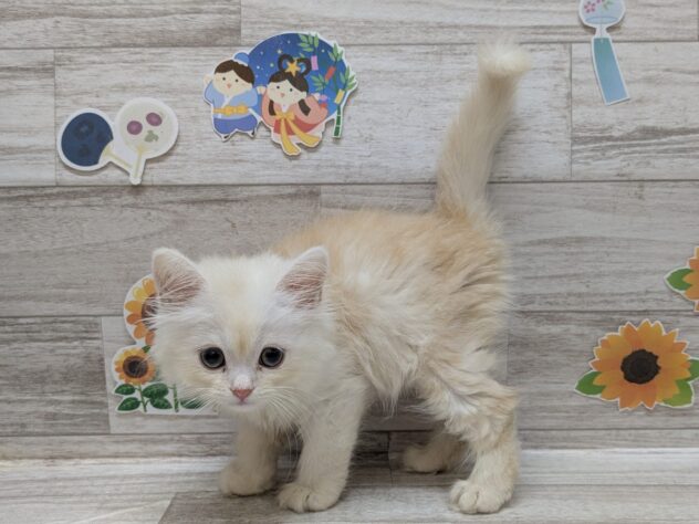 秋田県のミヌエット (アミーゴ横手店/2026年6月3日生まれ/男の子/クリーム)の子猫