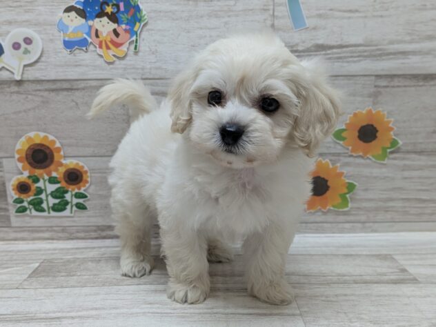 秋田県のハーフ犬・ミックス犬 (アミーゴ横手店/2026年6月1日生まれ/男の子/クリーム)の子犬