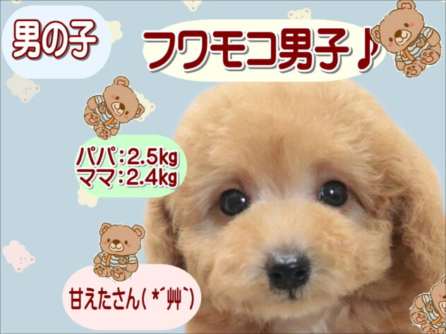 大阪府のトイプードル(トイ) (アミーゴ鳳店/2026年5月13日生まれ/男の子/オレンジフォーン)の子犬の1枚目の画像