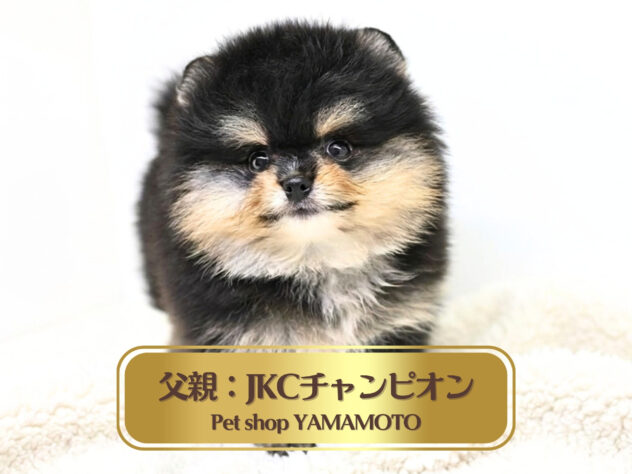岡山県のポメラニアン (アミーゴ大安寺店/2026年6月24日生まれ/男の子/ブラックタン)の子犬の1枚目の画像