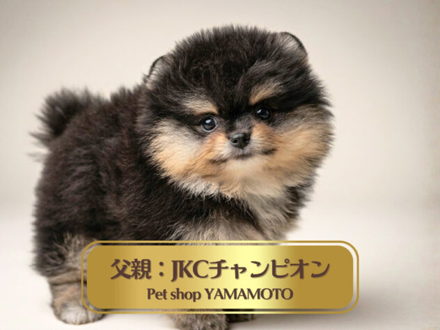 岡山県のポメラニアン (アミーゴ大安寺店/2026年6月24日生まれ/男の子/ブラックタン)の子犬の1枚目の画像