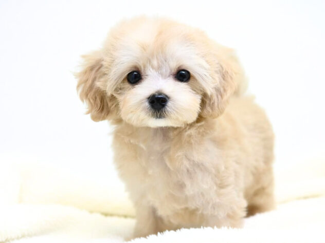 岡山県のハーフ犬・ミックス犬 (アミーゴ大安寺店/2026年5月17日生まれ/女の子/クリーム)の子犬の3枚目の画像