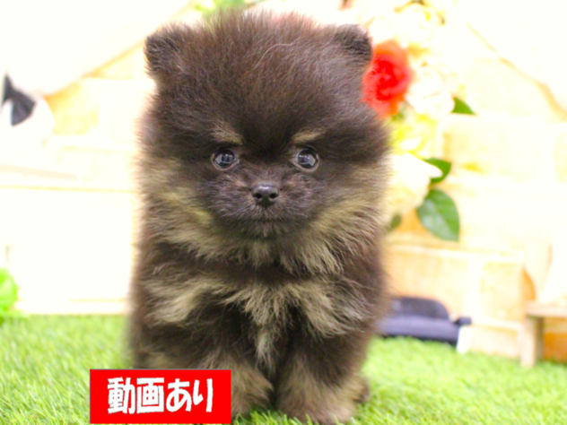 兵庫県のポメラニアン (ペット・プラザ アミーゴ三田店/2026年6月13日生まれ/男の子/ブラックタン)の子犬の1枚目の画像