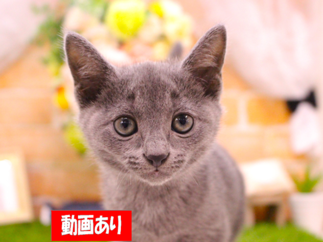兵庫県のロシアンブルー (ペット・プラザ アミーゴ三田店/2026年6月3日生まれ/男の子/ブルー)の子猫の1枚目の画像