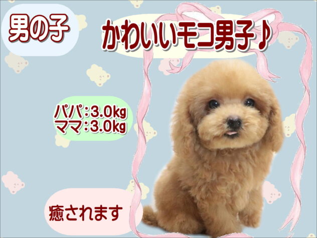 大阪府のトイプードル(トイ) (アミーゴ鳳店/2026年6月17日生まれ/男の子/オレンジフォーン)の子犬の1枚目の画像
