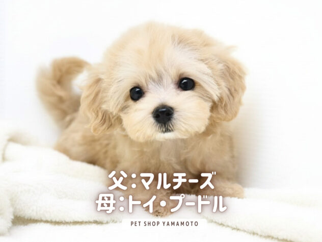 岡山県のハーフ犬・ミックス犬 (アミーゴ大安寺店/2026年5月17日生まれ/女の子/クリーム)の子犬の2枚目の画像