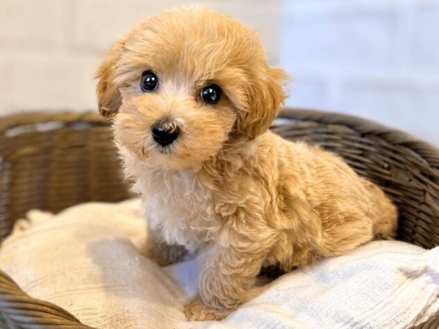 秋田県のハーフ犬・ミックス犬 (アミーゴ秋田茨島店/2026年6月8日生まれ/男の子/アプリコット)の子犬