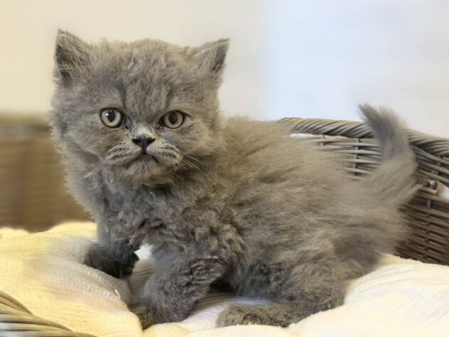 秋田県のエキゾチック (アミーゴ秋田茨島店/2026年6月1日生まれ/男の子/ブルー)の子猫