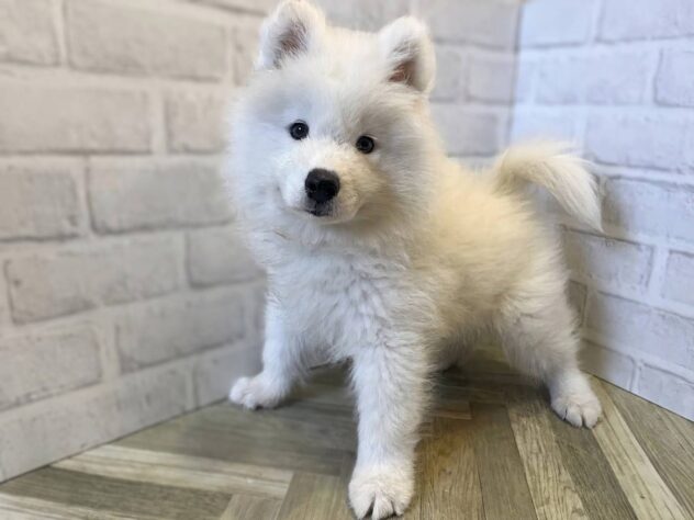秋田県のサモエド (アミーゴ秋田茨島店/2026年6月9日生まれ/男の子/ホワイト)の子犬