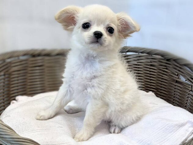秋田県のハーフ犬・ミックス犬 (アミーゴ秋田茨島店/2026年6月16日生まれ/女の子/クリーム)の子犬