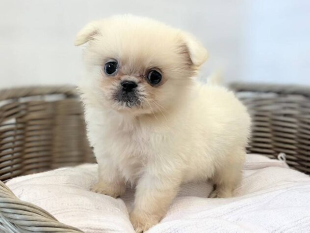 秋田県のハーフ犬・ミックス犬 (アミーゴ秋田茨島店/2026年6月30日生まれ/男の子/クリーム)の子犬