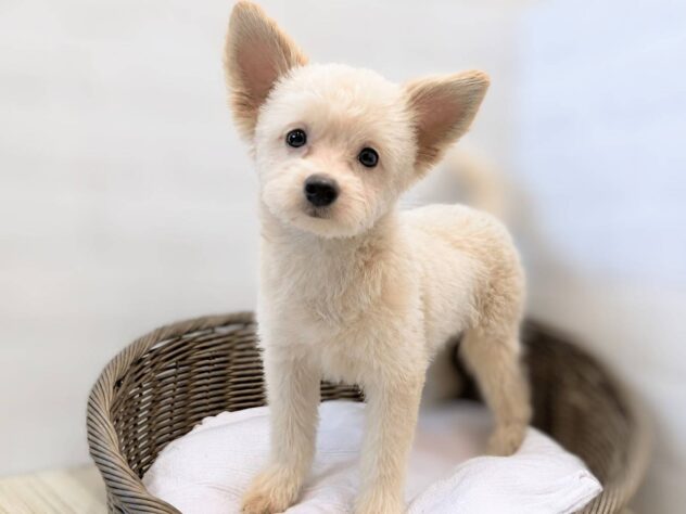 秋田県のハーフ犬・ミックス犬 (アミーゴ秋田茨島店/2026年3月27日生まれ/男の子/クリーム)の子犬