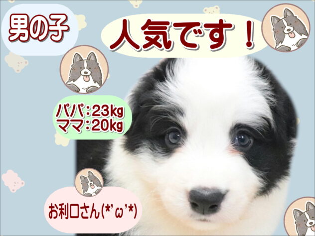 大阪府のボーダーコリー (アミーゴ鳳店/2026年6月15日生まれ/男の子/ブラックホワイト)の子犬