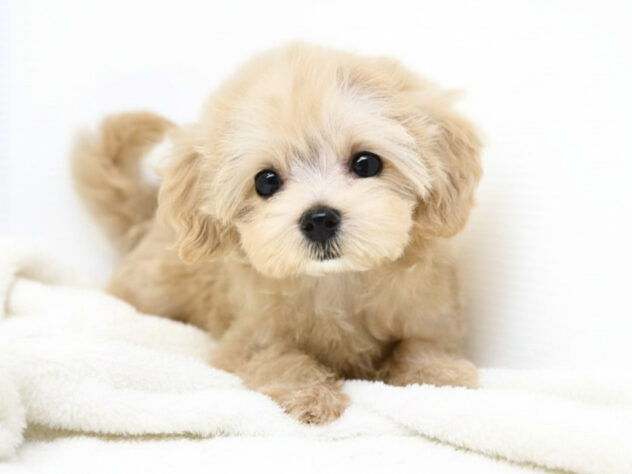 岡山県のハーフ犬・ミックス犬 (アミーゴ大安寺店/2026年5月17日生まれ/女の子/クリーム)の子犬の4枚目の画像