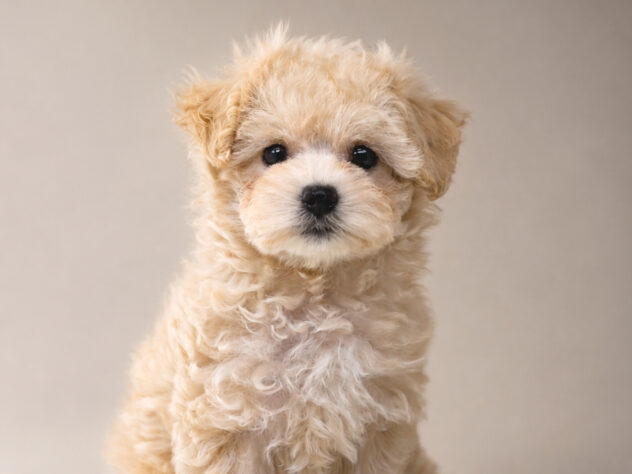 岡山県のハーフ犬・ミックス犬 (アミーゴ大安寺店/2026年6月28日生まれ/女の子/アプリコット)の子犬の4枚目の画像