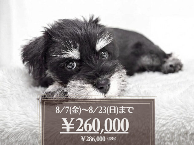 岡山県のミニチュアシュナウザー (アミーゴ大安寺店/2026年6月21日生まれ/女の子/ブラックシルバー)の子犬の1枚目の画像