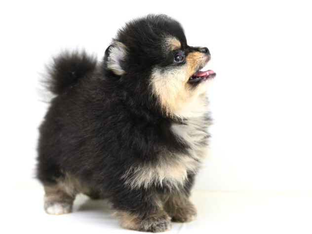 岡山県のポメラニアン (アミーゴ大安寺店/2026年6月24日生まれ/男の子/ブラックタン)の子犬の4枚目の画像