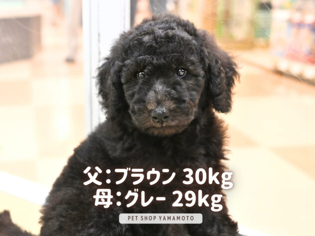 岡山県のスタンダードプードル (アミーゴ大安寺店/2026年6月1日生まれ/女の子/グレー)の子犬の2枚目の画像
