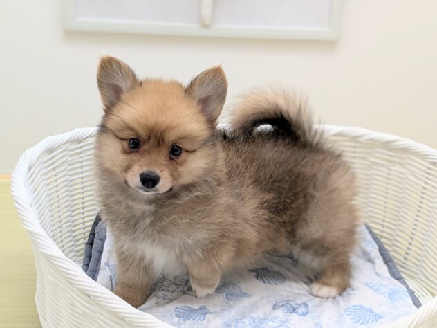福島県のハーフ犬・ミックス犬 (アミーゴ会津若松店/2026年6月2日生まれ/男の子/02 レッド系)の子犬の2枚目の画像