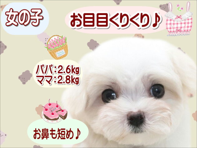 大阪府のマルチーズ (アミーゴ鳳店/2026年6月15日生まれ/女の子/ホワイト)の子犬の1枚目の画像