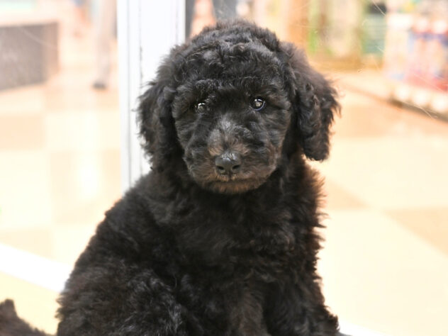 岡山県のスタンダードプードル (アミーゴ大安寺店/2026年6月1日生まれ/女の子/グレー)の子犬の3枚目の画像