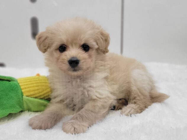福島県のハーフ犬・ミックス犬 (アミーゴ須賀川店/2026年6月14日生まれ/男の子/アプリコット)の子犬