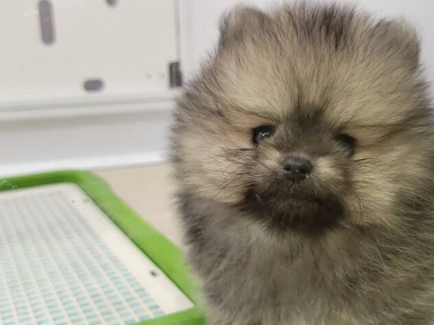 福島県のポメラニアン (アミーゴ須賀川店/2026年6月9日生まれ/男の子/ウルフセーブル)の子犬