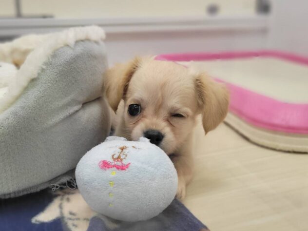 福島県のハーフ犬・ミックス犬 (アミーゴ須賀川店/2026年6月8日生まれ/女の子/クリーム)の子犬の1枚目の画像